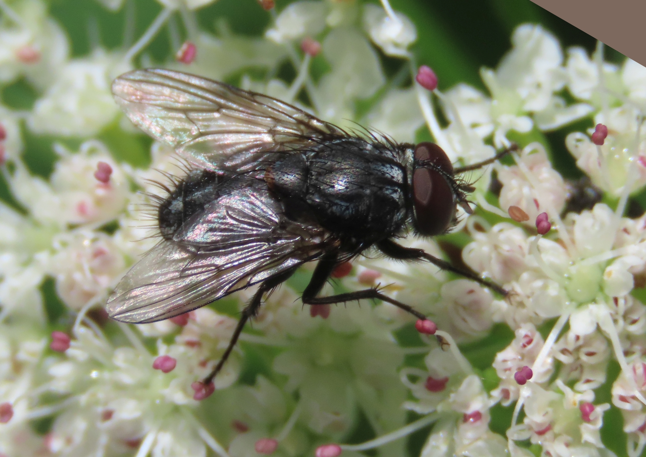 Muscina-sp
